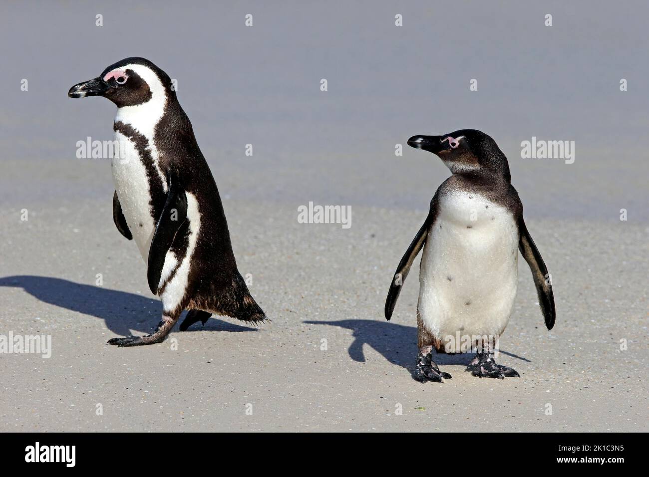 Afrikanischer Pinguin (Spheniscus demersus), erwachsen, subadult, zwei Pinguine, am Strand, Aus dem Wasser kommend, Boulders Beach, Simonstown, Western Stockfoto