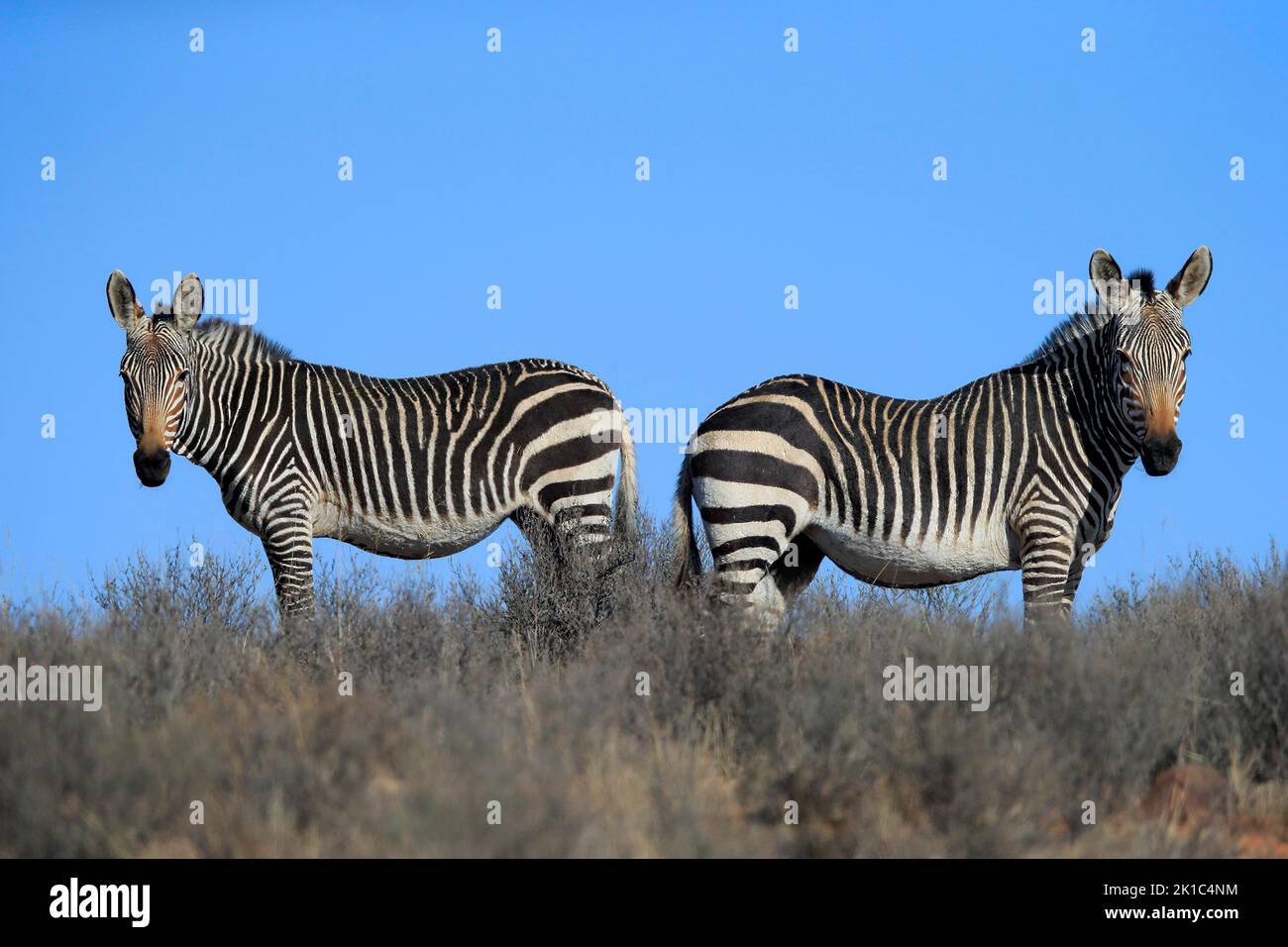 Cape Mountain Zebra (Equus Zebra Zebra), Erwachsener, Paar, Nahrungssuche, Mountain Zebra National Park, Eastern Cape, Südafrika Stockfoto