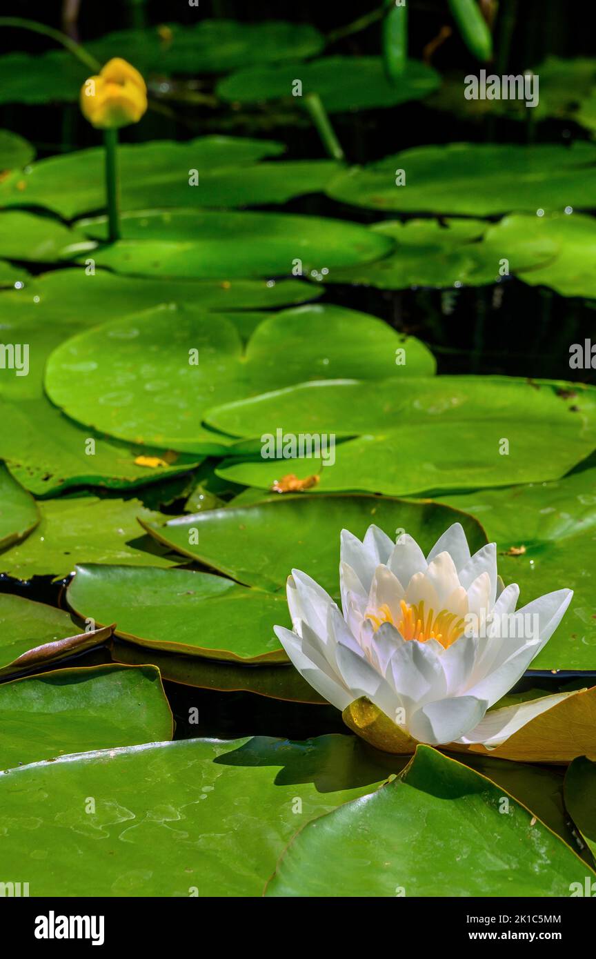 Europäische Weißwasserlilie (Nymphaea alba) und gelbe Teichlilie, Bayern, Deutschland Stockfoto