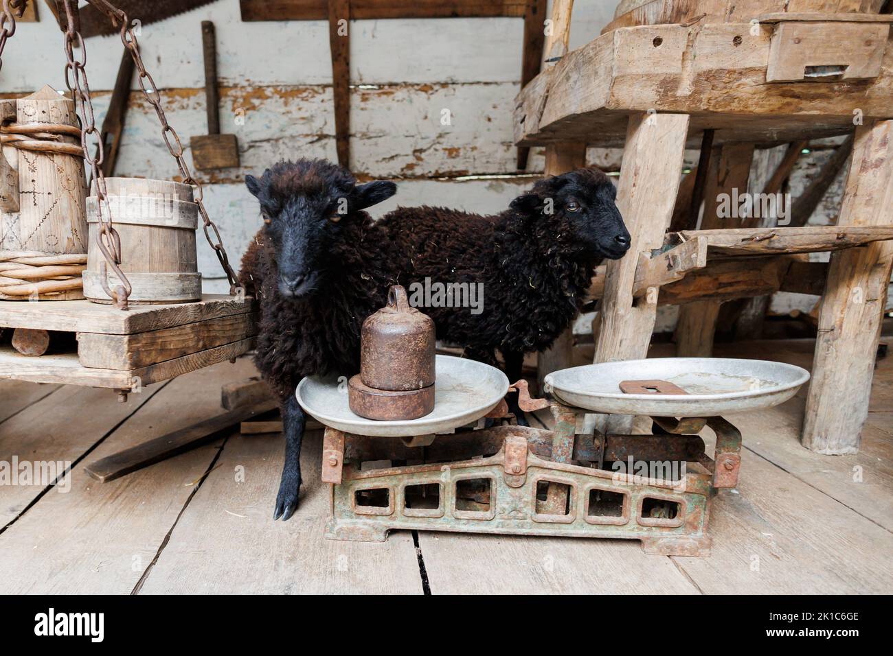 Black Ouessant Sheep - eine der kleinsten Schafrassen der Welt. Stockfoto