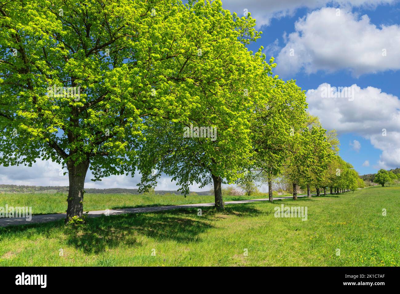 Baumallee im Naturschutzgebiet Hirschauer Berg bei der Wurmlinger Kapelle, Wurmlingen bei Tübingen, Baden-Württemberg, Deutschland, Wurmlingen Stockfoto