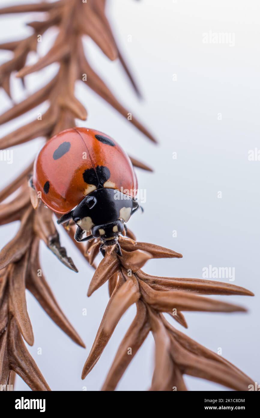 Schönes Foto von rote Marienkäfer zu Fuß auf ein welkes Blatt Stockfoto