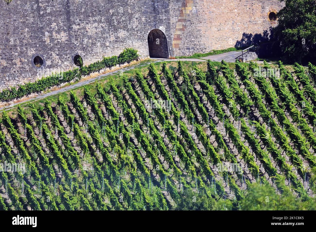 Die Festung Marienberg in Würzburg bei schönem Wetter fliegt der Zeppelin. Unterfranken, Franken, Bayern, Deutschland Stockfoto