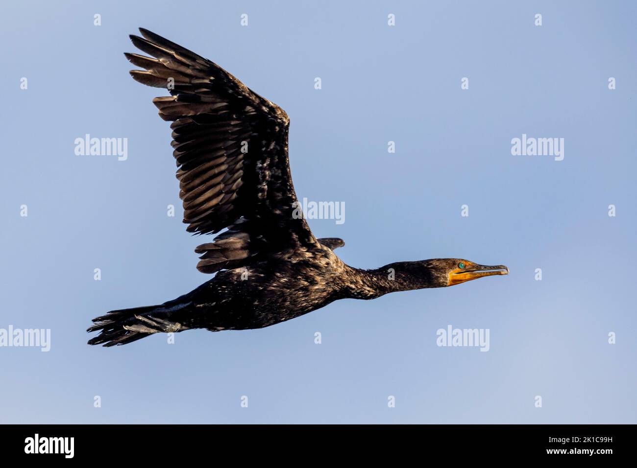 (Ottawa, Kanada ---16. September 2022) Kormoran mit doppelter Haube an der Bank und am Rideau River. Stockfoto