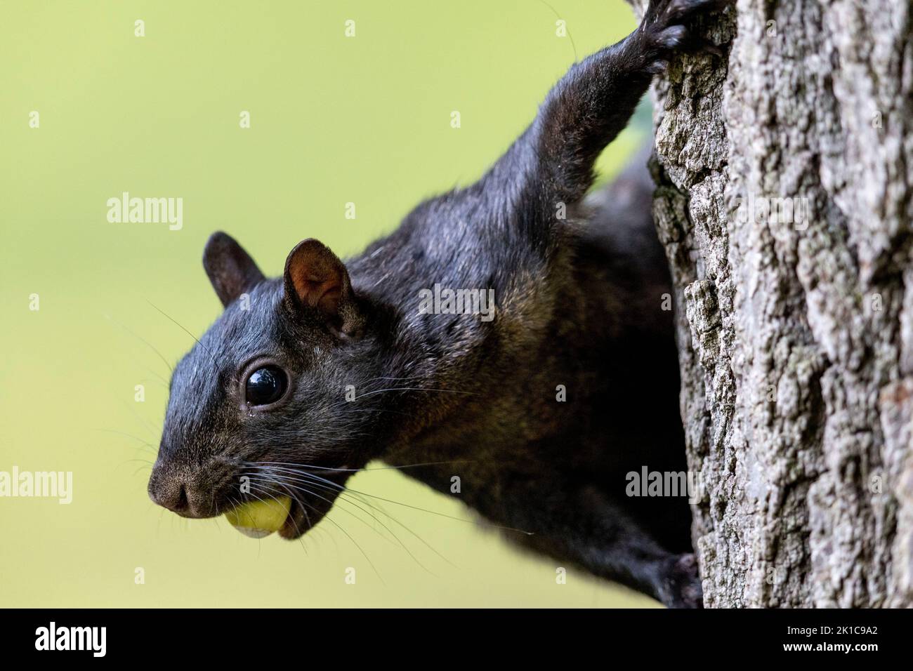 Ein schwarzes Eichhörnchen schaut um die Seite eines Baumes mit einer Nuss im Mund. Stockfoto