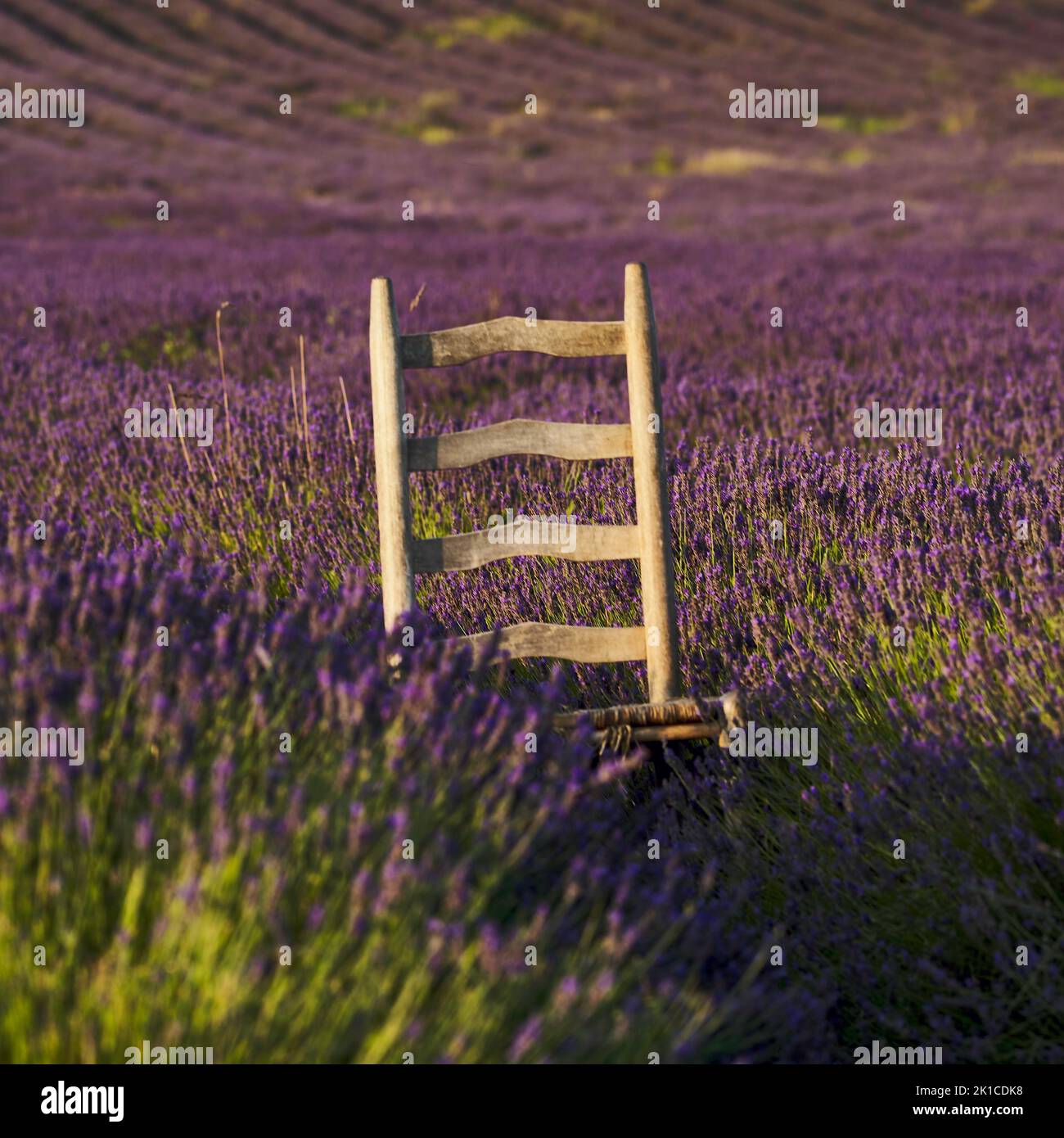 Lavendel (Lavandula), Gartenpflanze, Aromatisch, Holzstuhl, Sitz, Blume, Blumen auf einem Feld, Bedfordshire, Großbritannien Stockfoto