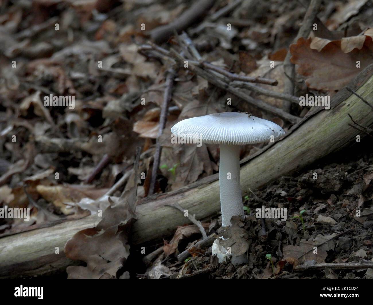 Im Herbst Pilze Stockfoto