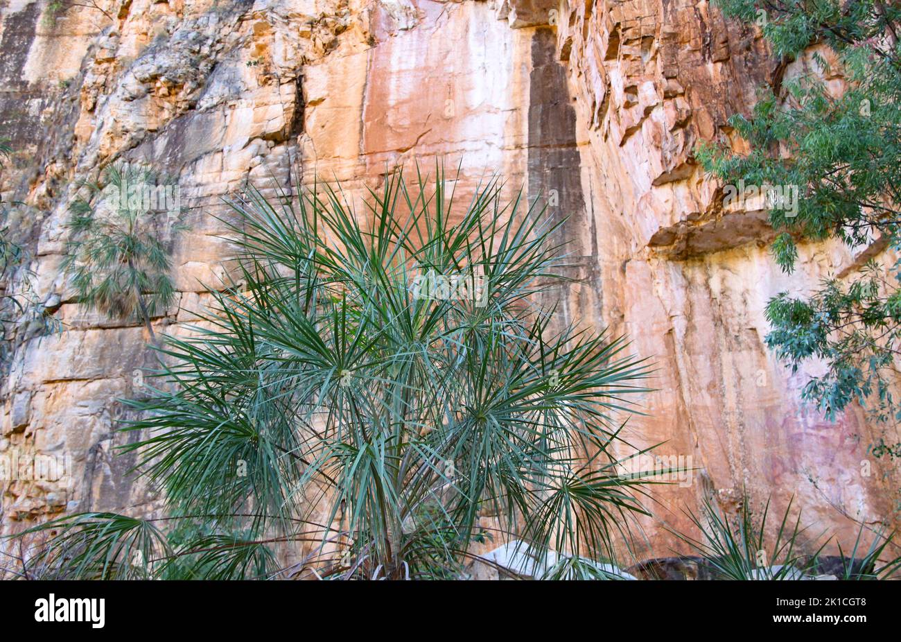 Wunderschöne feinblättrige Sandpalme vor den Sandsteinklippen im Nitmiluk National Park in der Katharine Gorge in Australien. Stockfoto