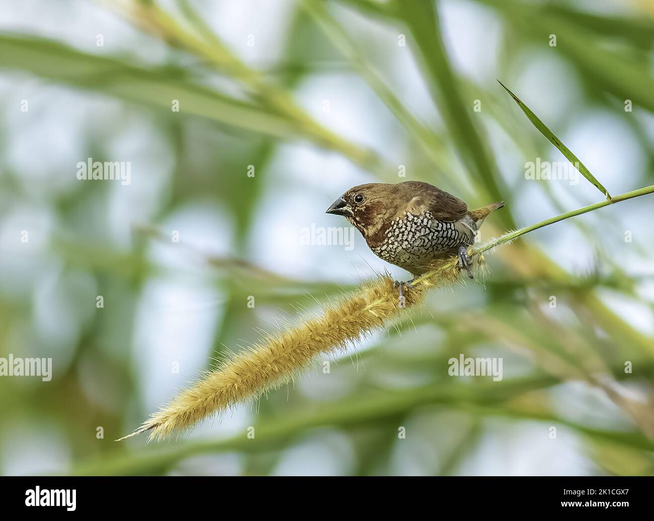 Ein schuppiger, muniabrühiger Vogel, der auf einem mit Samen bewachsenen Grashalm thront Stockfoto