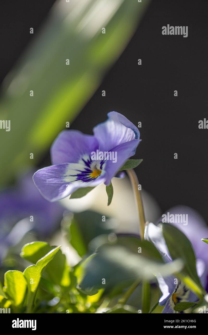 Nahaufnahme einer entzückenden und zarten Viola-Blume im Frühling in mystischem Licht. Stockfoto