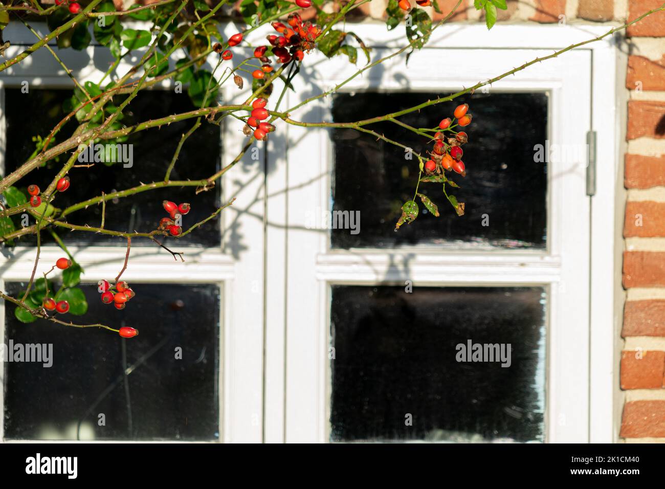 Hagebutten vor einem Fenster in einem alten Bauernhaus Stockfoto