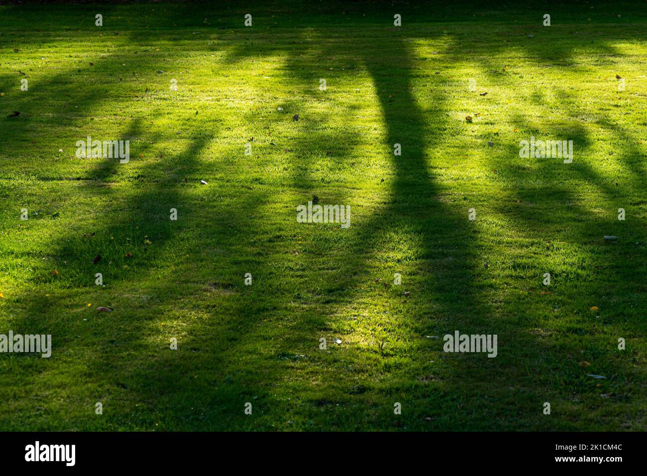 Schatten einer Birke im Hintergrund auf einem grünen Rasen Stockfoto