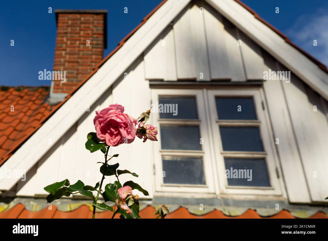 Eine welke Rose blüht vor einem Giegelfenster in einem alten dänischen Bauernhaus Stockfoto