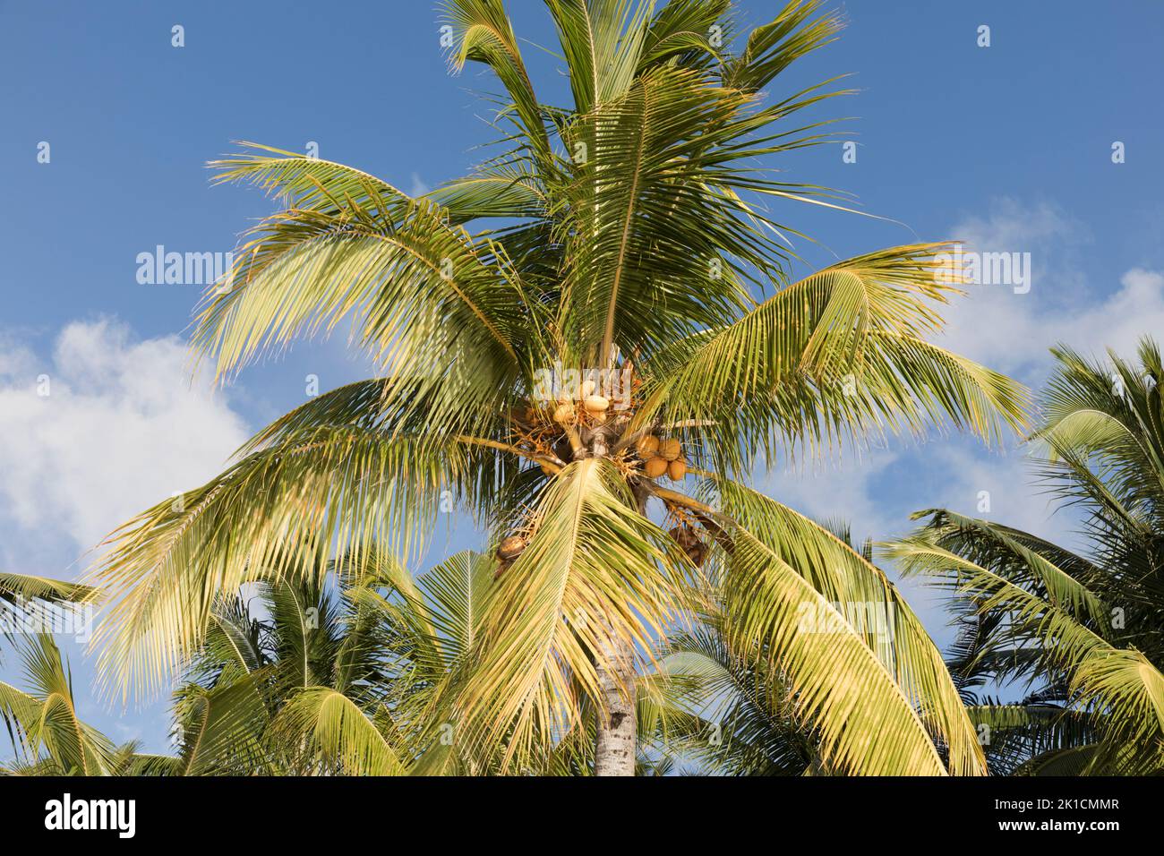 Kokospalme, Kokos-Nucifera. Mauritius, Mascarene-Inseln. Stockfoto