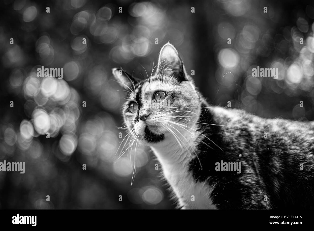 Ein graues Porträt einer niedlichen Calico-Katze Stockfoto
