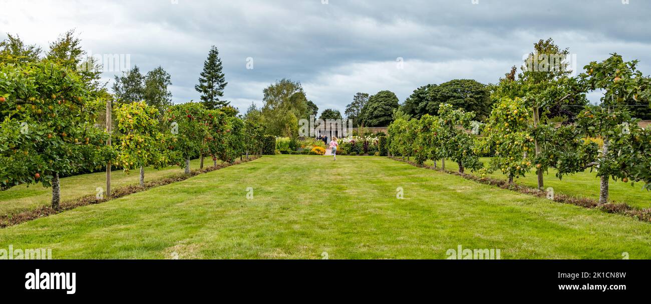 Amisfield Walled Garden, East Lothian, Schottland, Großbritannien, 17.. September 2022. Amisfield Walled Garden ist einer der größten in Schottland. Im Bild: Die trainierten Apfelbäume des Gartens haben in diesem Jahr eine Stoßfänger-Ernte produziert. Kredit: Sally Anderson/Alamy Live Nachrichten Stockfoto
