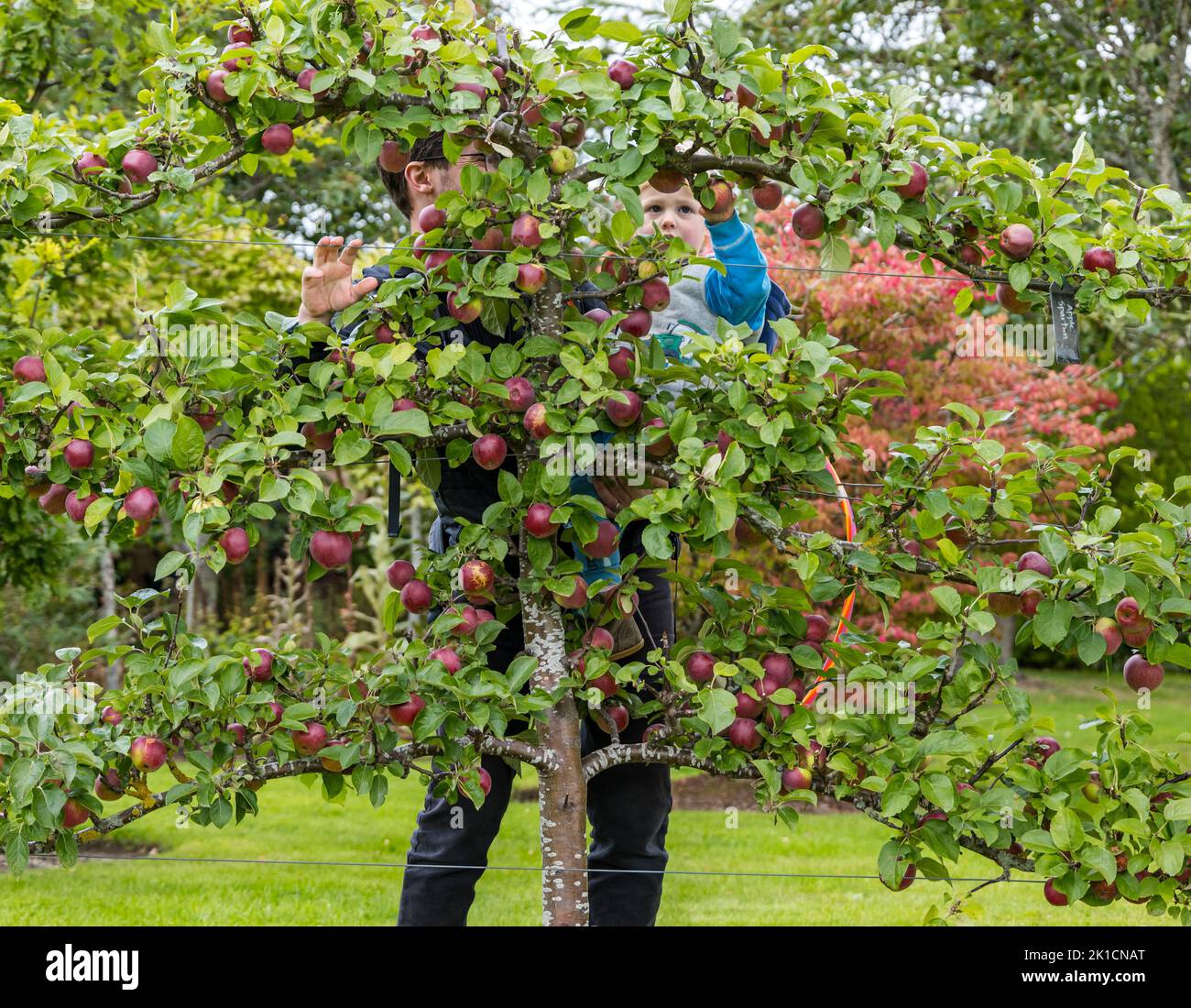 Amisfield Walled Garden, East Lothian, Schottland, Großbritannien, 17.. September 2022. Amisfield Walled Garden ist einer der größten in Schottland. Im Bild: Fergus, 2 Jahre alt, ist daran interessiert, einen der Äpfel zu probieren, die aus den trainierten Apfelbäumen des Gartens wachsen, die in diesem Jahr eine Stoßstange-Ernte hervorgebracht haben. Kredit: Sally Anderson/Alamy Live Nachrichten Stockfoto