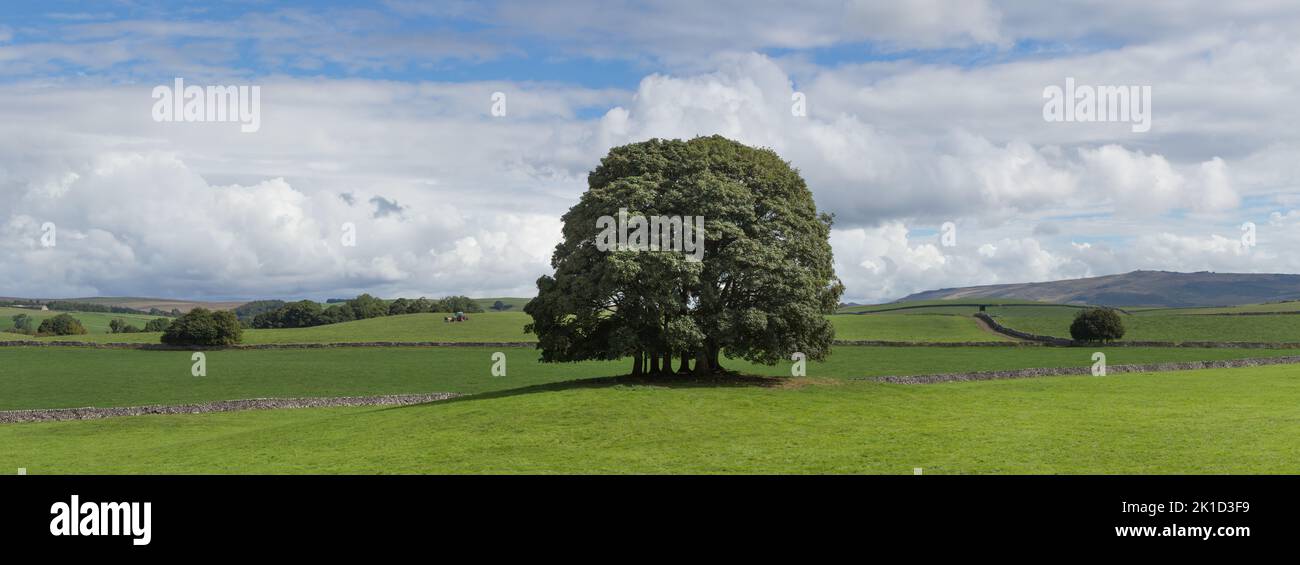 Im Spätsommer in der Landschaft von Yorkshire in der Nähe von Airton finden sich auf einem Feld unter blauem Himmel Bäume mit flauschigen Wolken Stockfoto