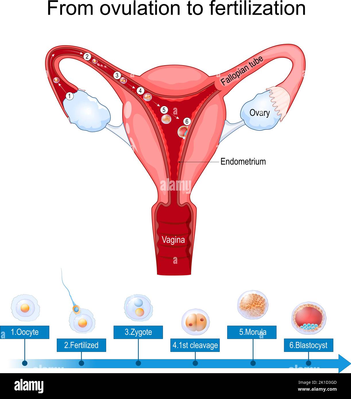Eisprung Befruchtung und Implantation. Menschliche Gebärmutter mit Spermien und Eizelle, die nach der Befruchtung wachsen. Entwicklung eines menschlichen Embryos aus Zygote Stock Vektor