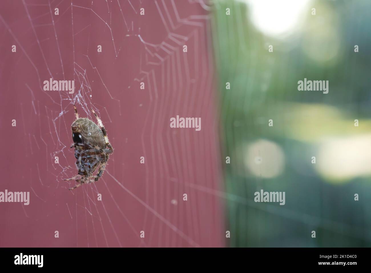 Seitenansicht einer gefleckten Orbweberin, Neoscona crucifera, in ihrem Netz am frühen Morgen eines Spätsommertages. Nur weibliche Orbweberinnen spinnen Webs. Stockfoto