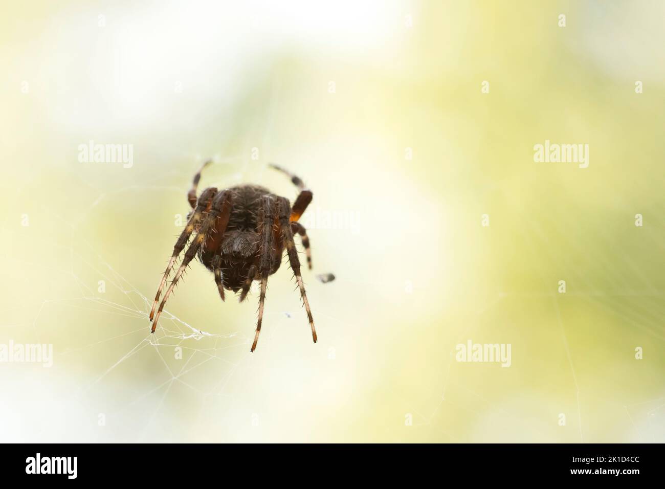 Makrofotografie einer Orbweberspinne, Neoscona crucifera, die an einem Sommermorgen auf die Kamera schaut. Stockfoto