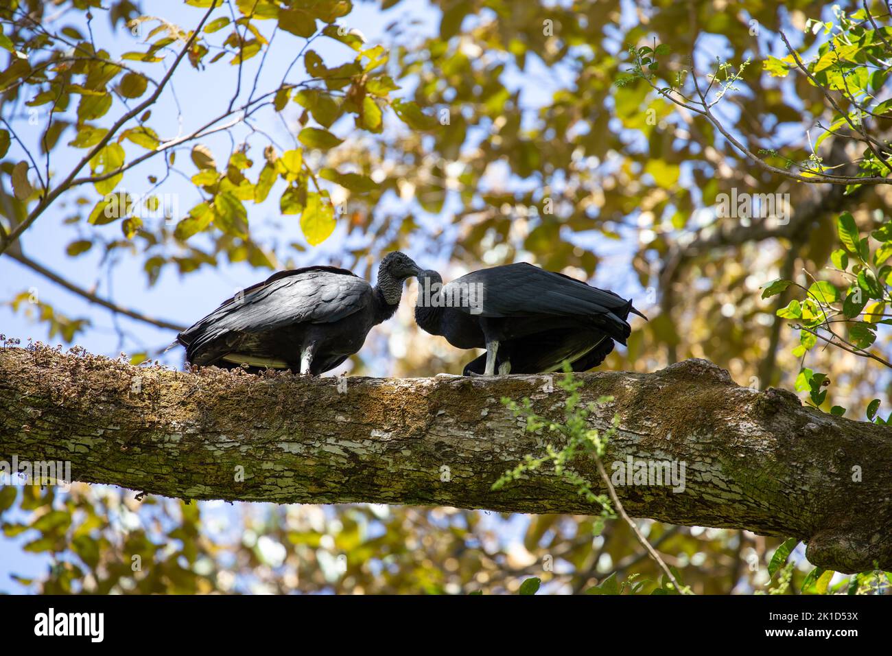 Zwei schwarze Greifvögel, die am frühen Morgen auf einem dicken Zweig am Strand von Nosara in Costa Rica nebeneinander sitzen. Stockfoto