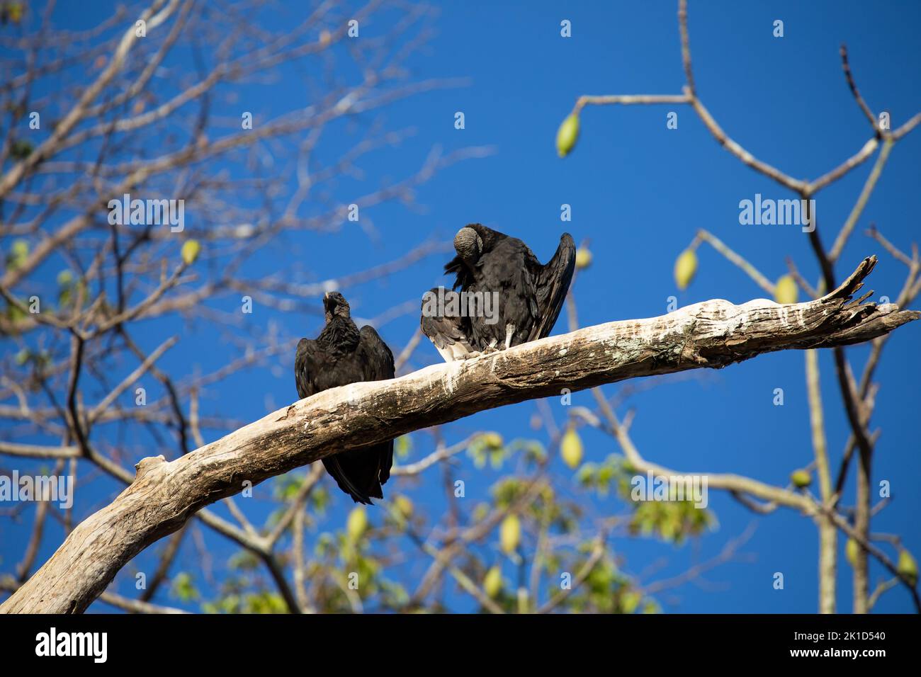 Zwei schwarze Raubvögel sitzen am frühen Morgen auf einem dicken Zweig am Strand von Nosara in Costa Rica nebeneinander. Stockfoto