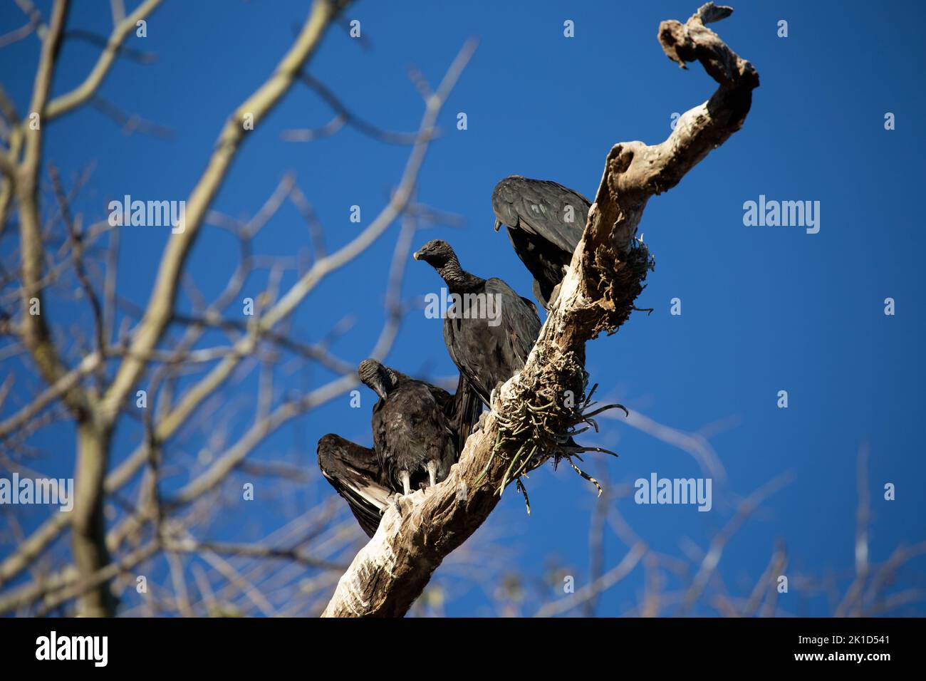 Drei schwarze Greifvögel sitzen am frühen sonnigen Morgen am Strand von Nosara in Costa Rica nebeneinander auf einem dicken Ast. Stockfoto