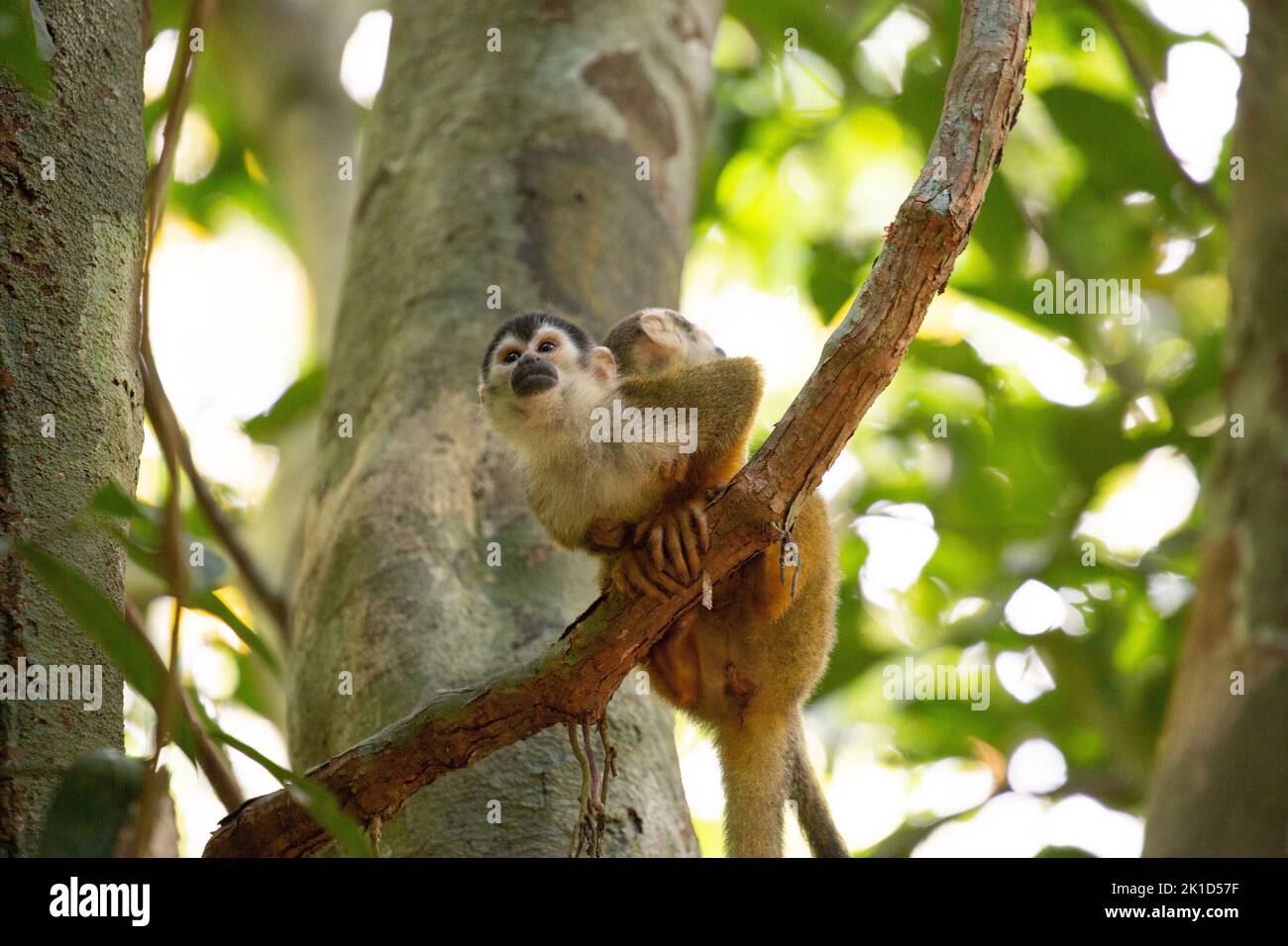 Ein Eichhörnchen-Affe sitzt auf einem Ast mit einem Jungen auf dem Rücken und schaut aufmerksam um. Stockfoto