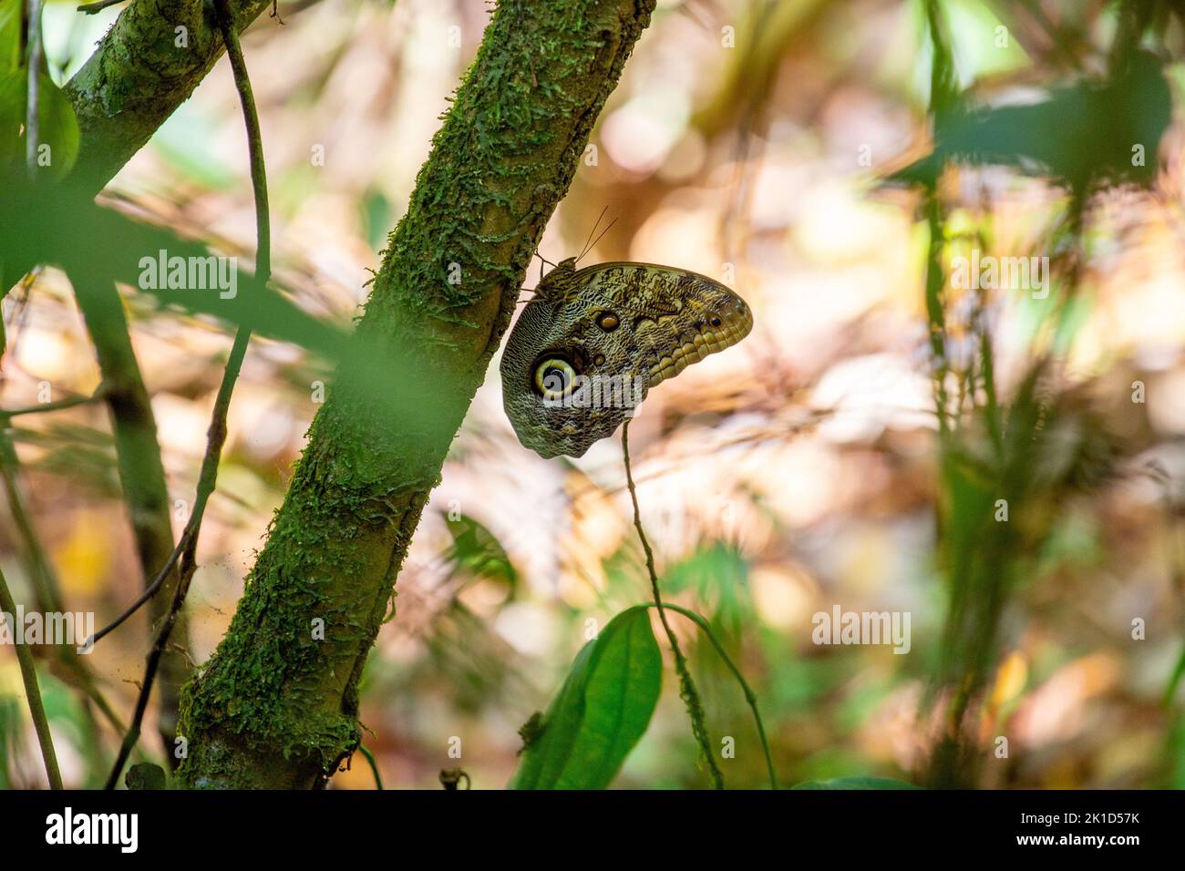 Ein großer Eulenschmetterling auf einem von der Seite aus betrachteten Baum, in kontrastierendem Braun und Creme gemustert, der im einzigartigen Corcovado-Nationalpark Costa Ricas zu finden ist. Stockfoto