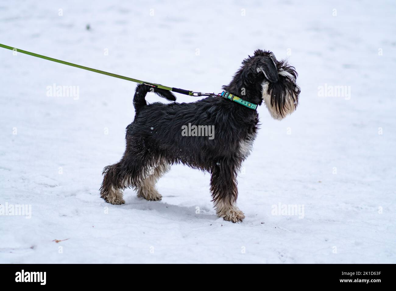 Miniatur Schnauzer Hundebart Hintergrund Welpen, für Hunde Tier für schöne und entzückende Outdoor, Nd Frühling. Glücklich kleines Fell, Mantel Gras Spaß Stockfoto