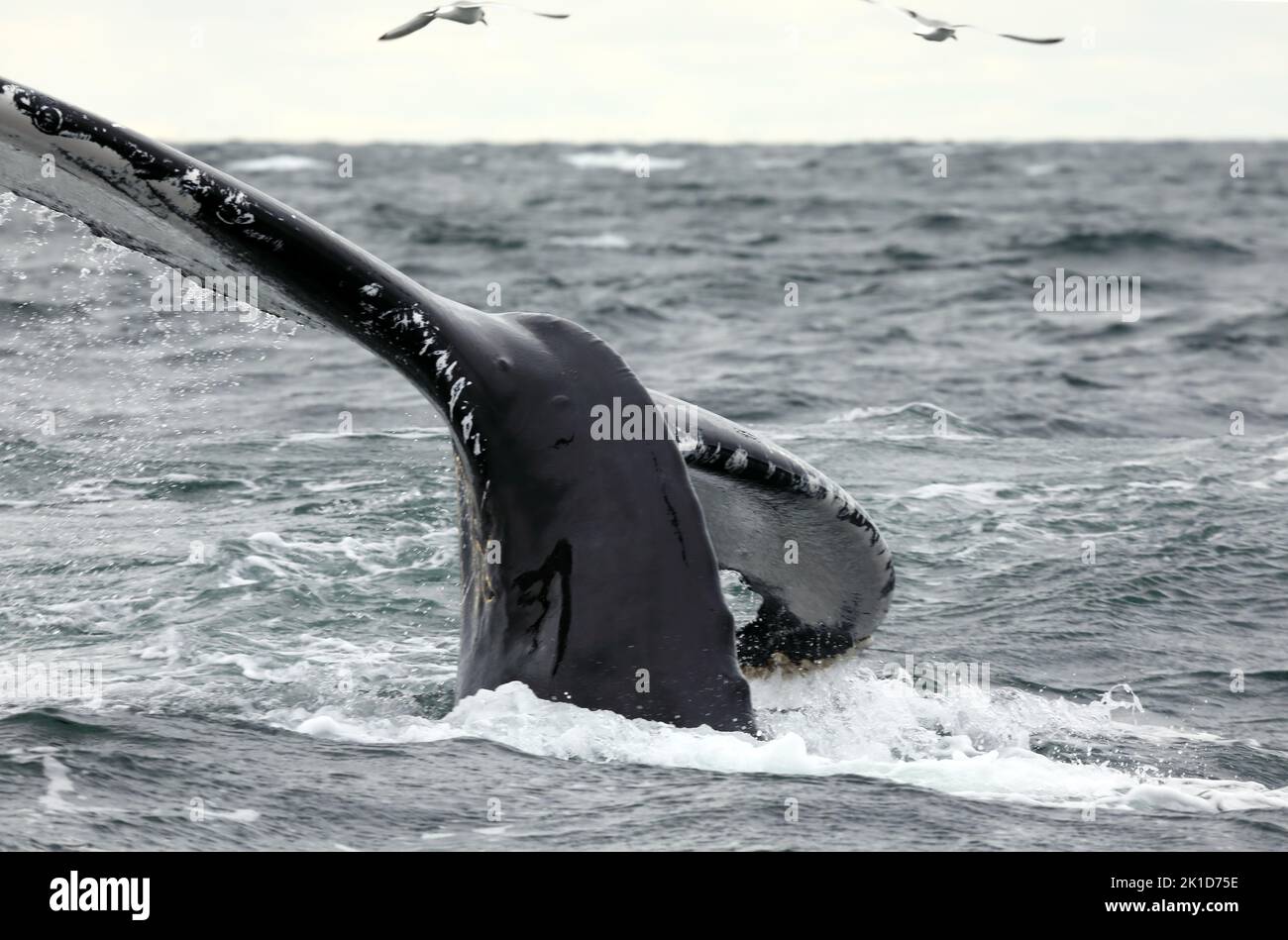 Riesiger Schwanz eines seltenen Buckelwals, der vor der Küste der Isles of Mull & Iona in den Inneren Hebriden von Schottland taucht Stockfoto