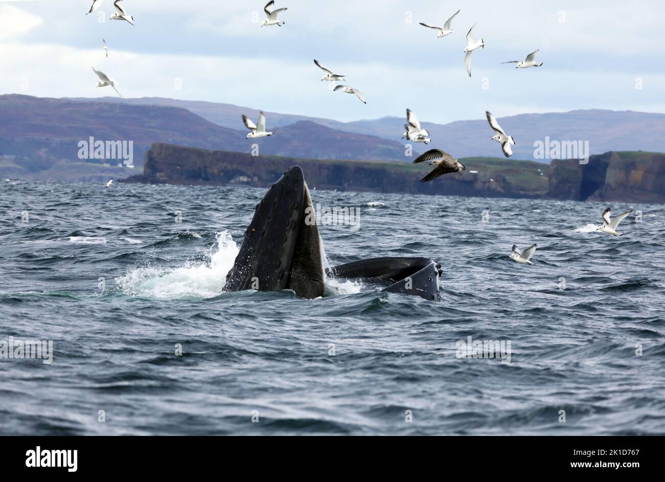 17 Sep 2022 Isle of Mull, Schottland - Seltene Sichtung des Buckelwals vor der Küste der Inseln Mull & Iona in den Inneren Hebriden von Schottland Stockfoto