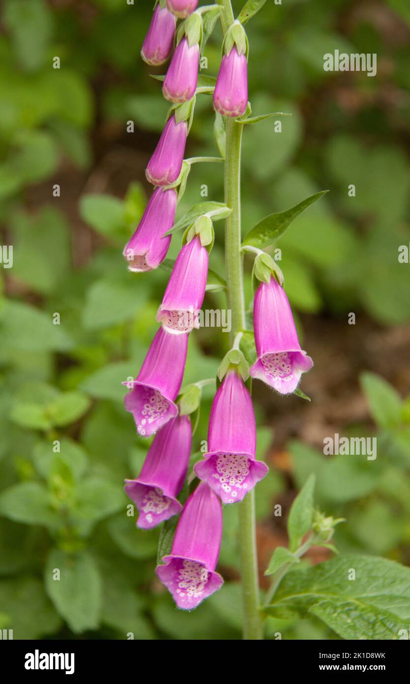 Schöner roter und giftiger Fuchshandschuh auf einem Waldweg. Stockfoto