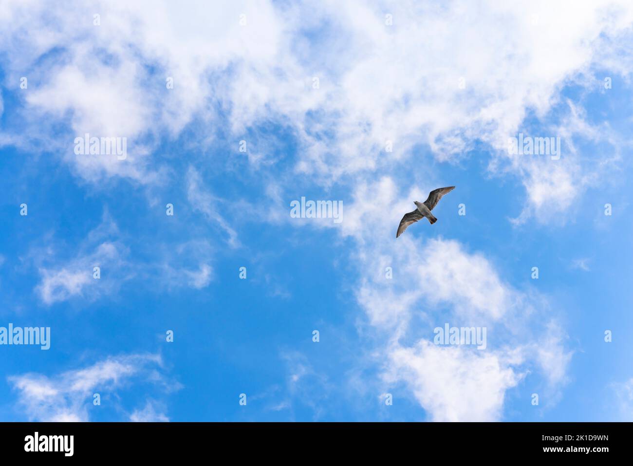 Blick in den niedrigen Winkel einer japanischen Möwe namens kamome-Möwe oder Möwe, die mit ausgestreckten Flügeln in einem blauen Himmel fliegt. Stockfoto