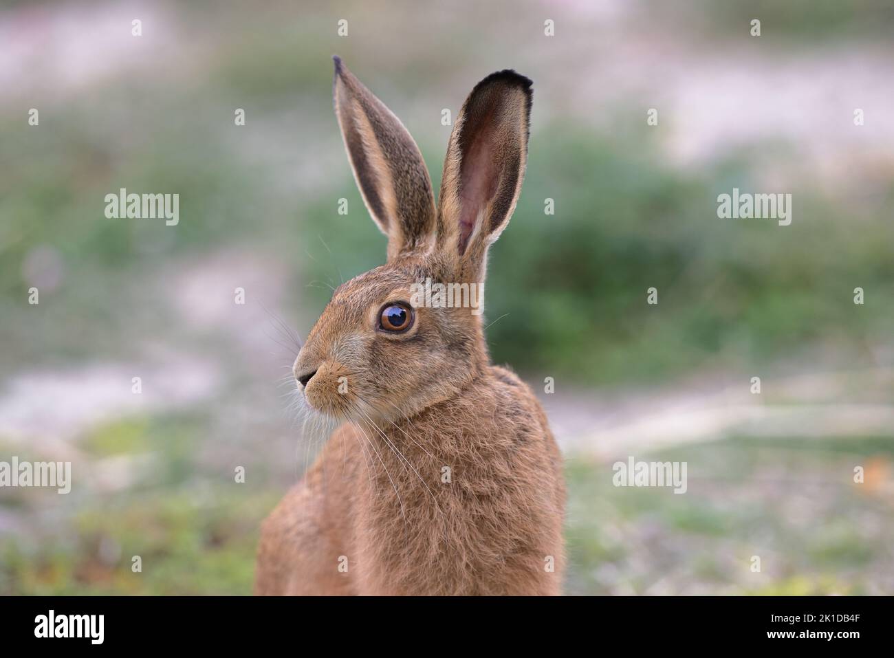 Der europäische Hase, auch Braunhase genannt, ist eine Hasenart, die in Europa und Teilen Asiens beheimatet ist. Stockfoto