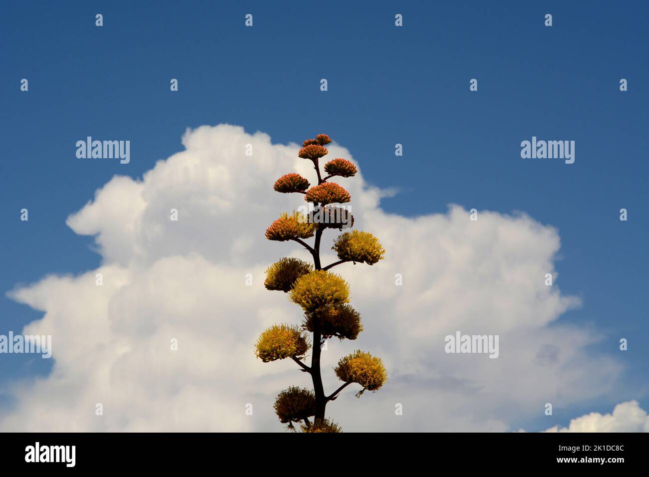 Eine Agave Americana (Agave Americana) aus New Mexico, auch als Jahrhundertpflanze bekannt, blüht in der amerikanischen Wüste in New Mexico. Stockfoto