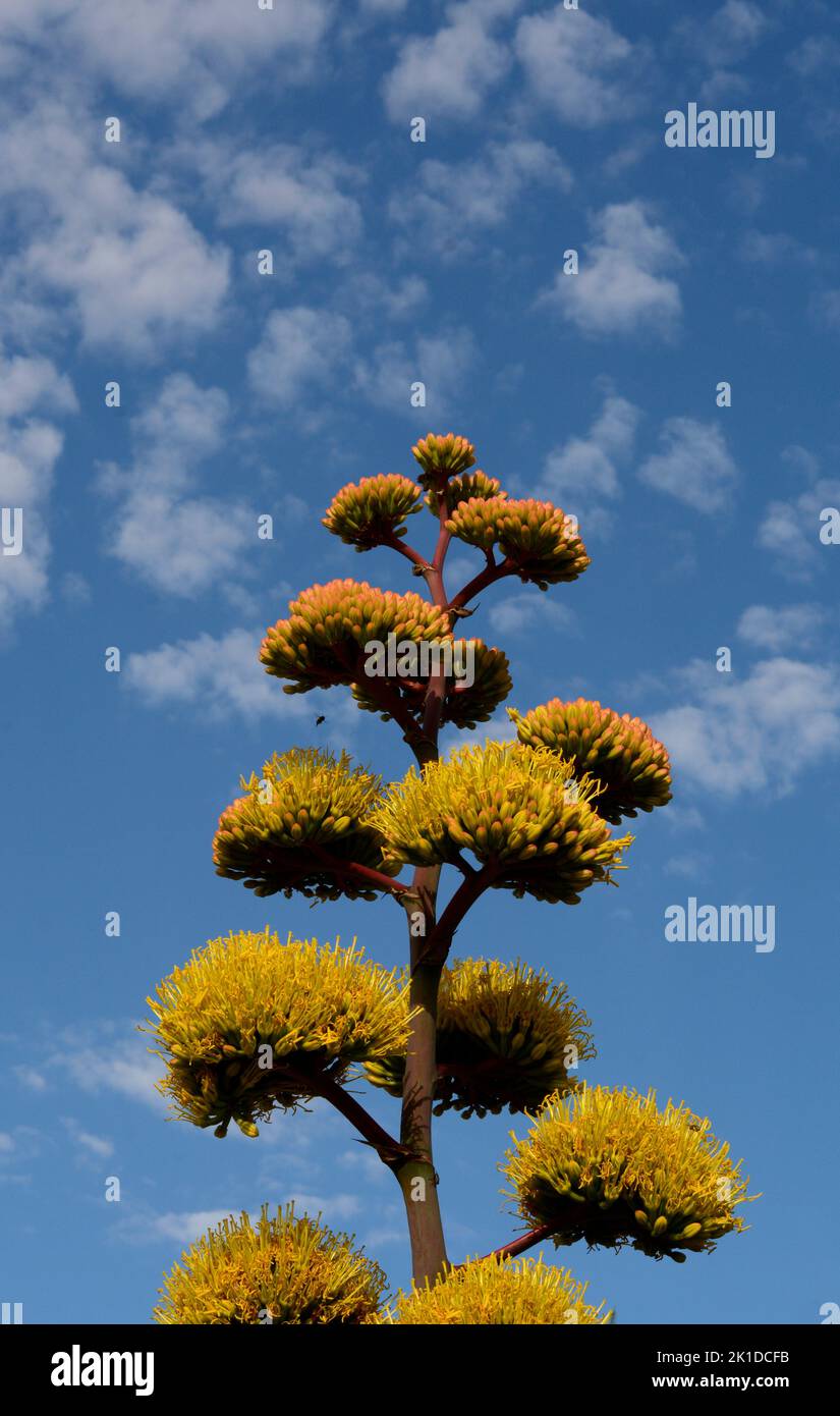 Eine Agave Americana (Agave Americana) aus New Mexico, auch als Jahrhundertpflanze bekannt, blüht in der amerikanischen Wüste in New Mexico. Stockfoto