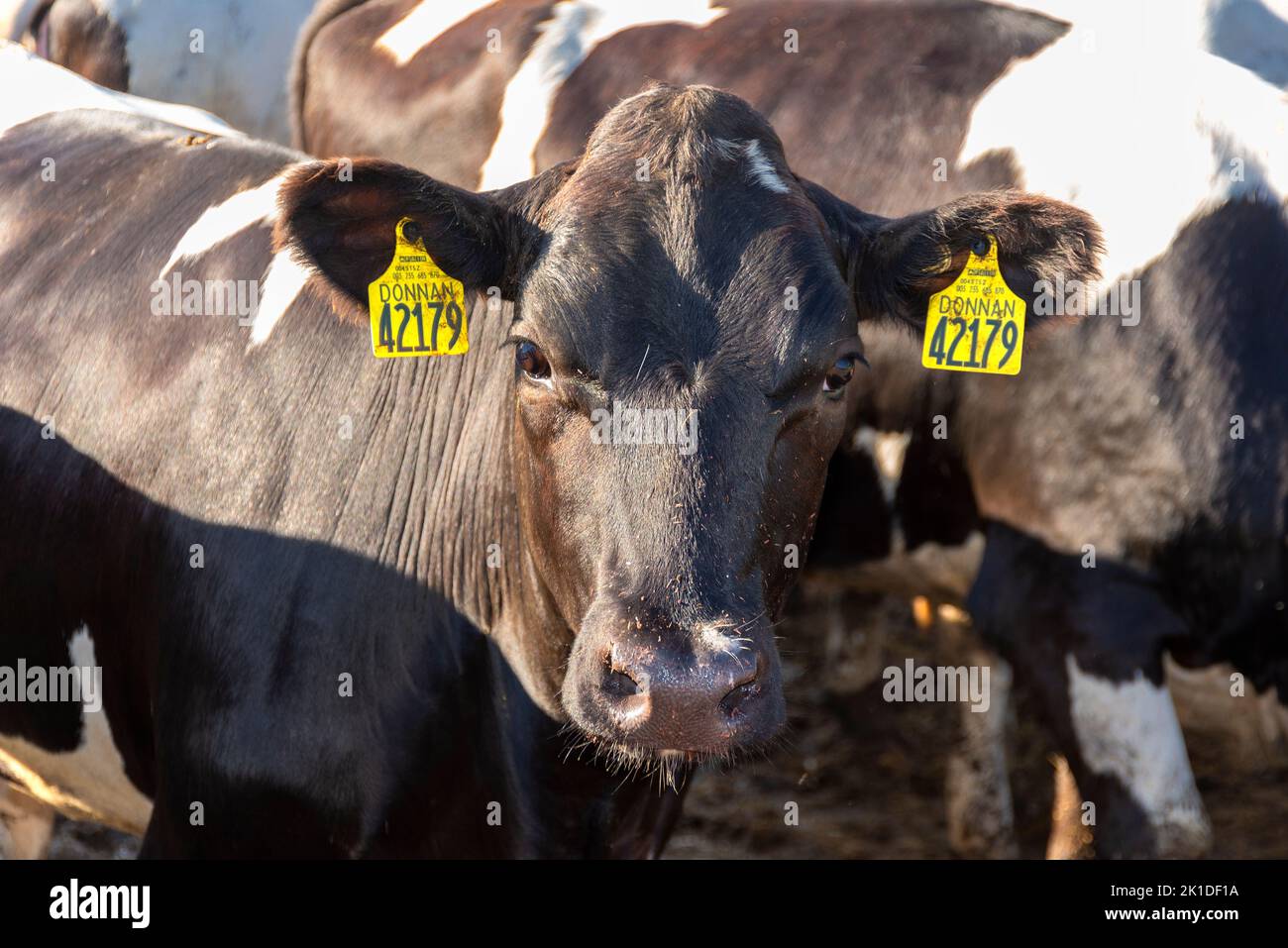 Holstein-Milchkühe. Livingston County. York, New York Stockfoto