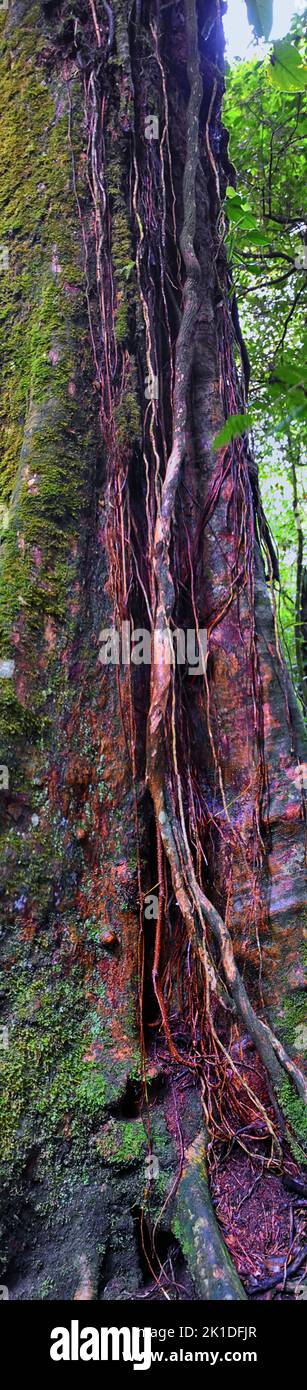 Monteverde Cloud Forest Reserve, Blick auf das Laub, die Pflanzen und Bäume des tropischen Waldes, Costa Rica innerhalb der Provinzen Puntarenas und Alajuela. Zentral Stockfoto