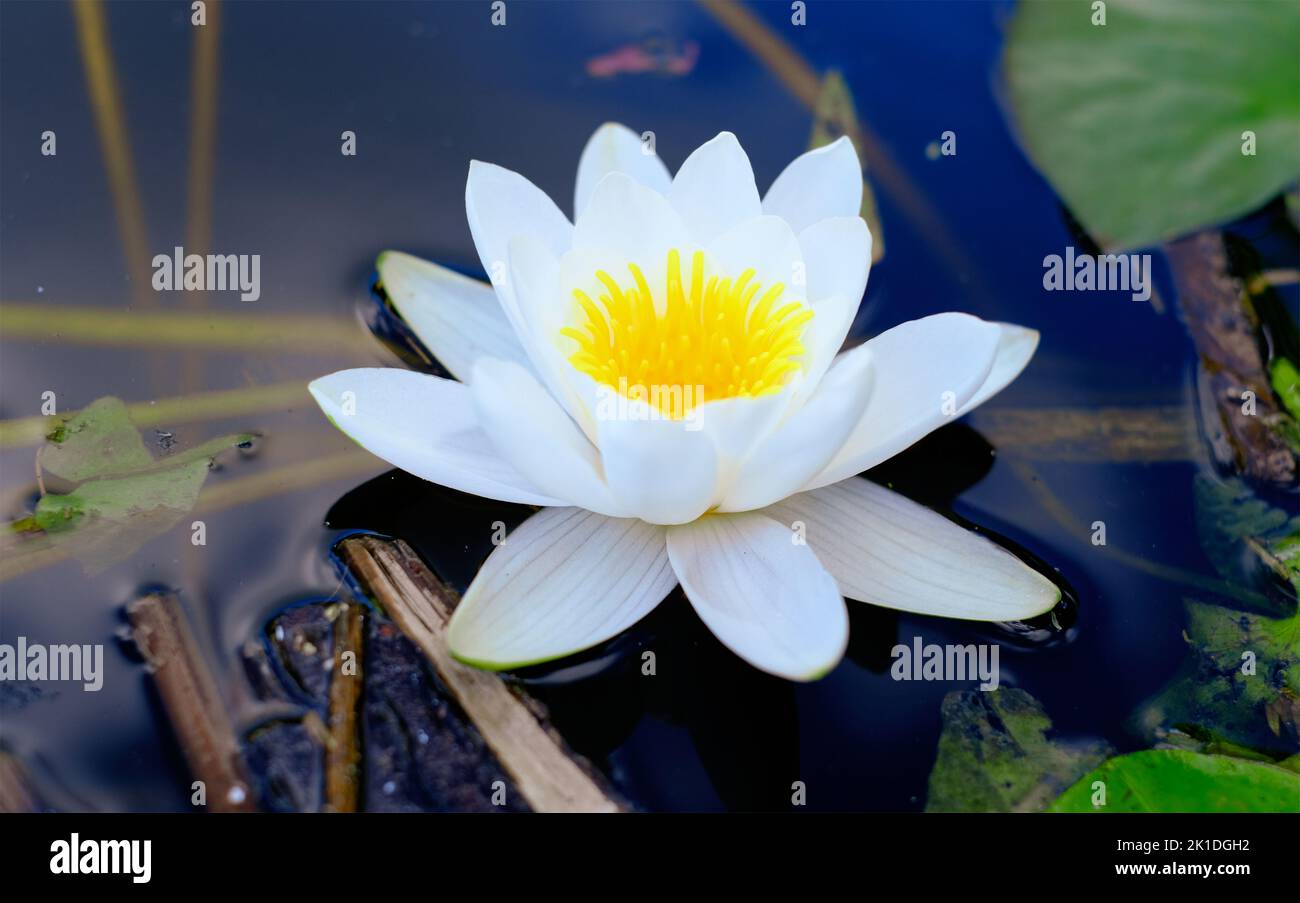 Weiße Wasserpflanze der Seerosenfamilie, die aus nächster Nähe auf dem Wasser schwimmt Stockfoto