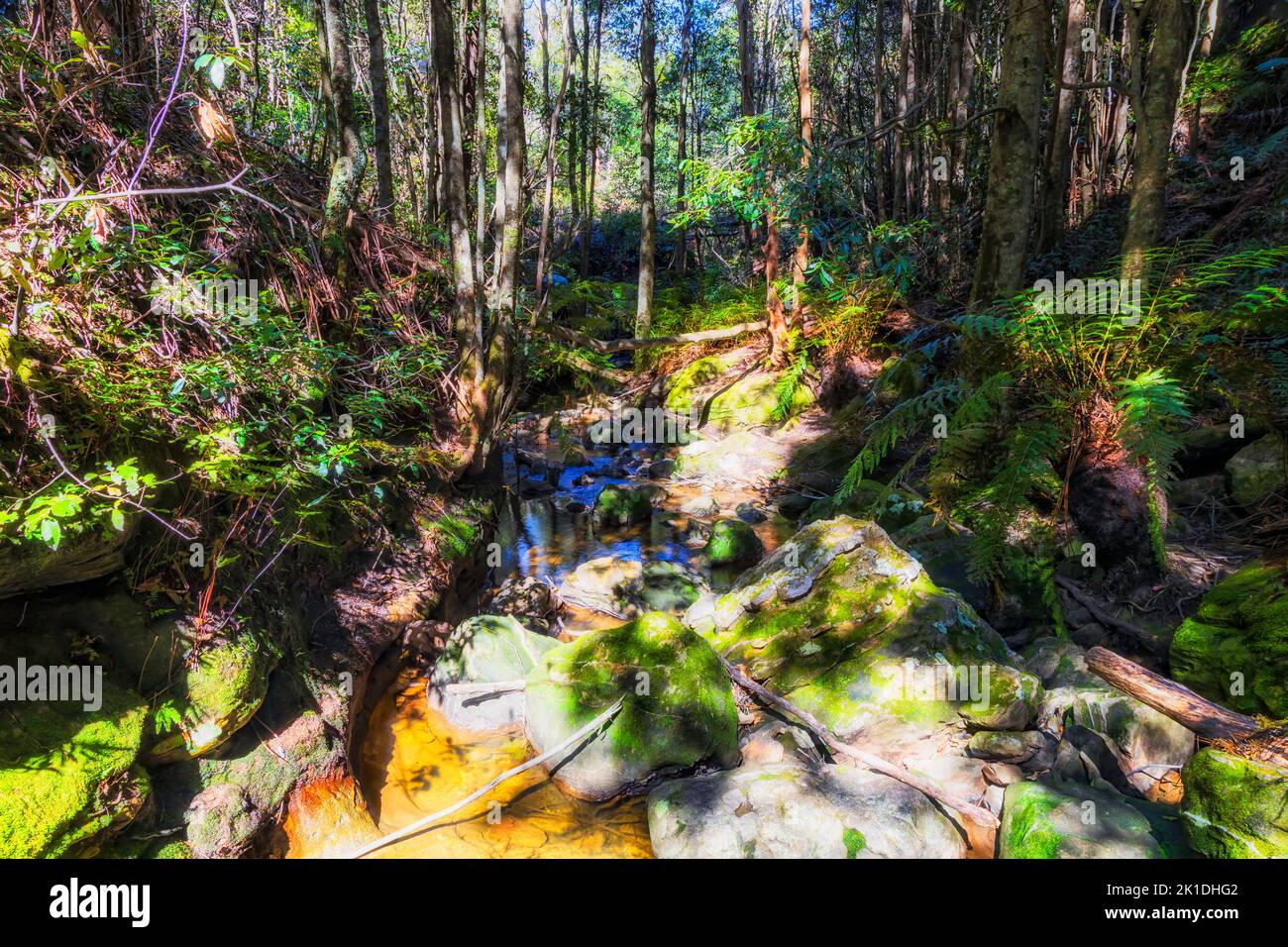 Tiefer Wald in den Blue Mountains von Australien bei Gordon Falls - Wanderweg durch Leura. Stockfoto