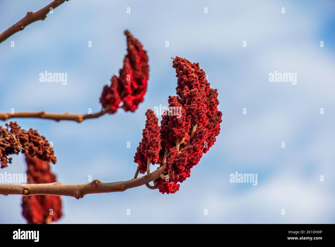 Staghorn sumac Zweig mit Samen gegen blauen Himmel - lateinischer Name - Rhus typhina Stockfoto Staghorn sumac Zweig mit Samen gegen blauen Himmel - lateinischer Name - Rhus typhina Stockfoto