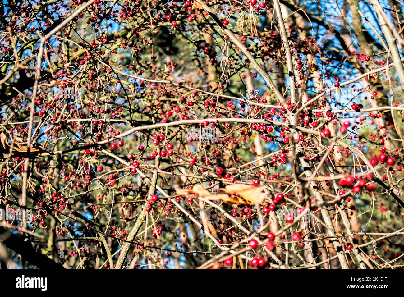 Rote Früchte des Hundes (Rosa canina, Briar). Wilde reife Hagebutten am Busch in der Natur. Stockfoto