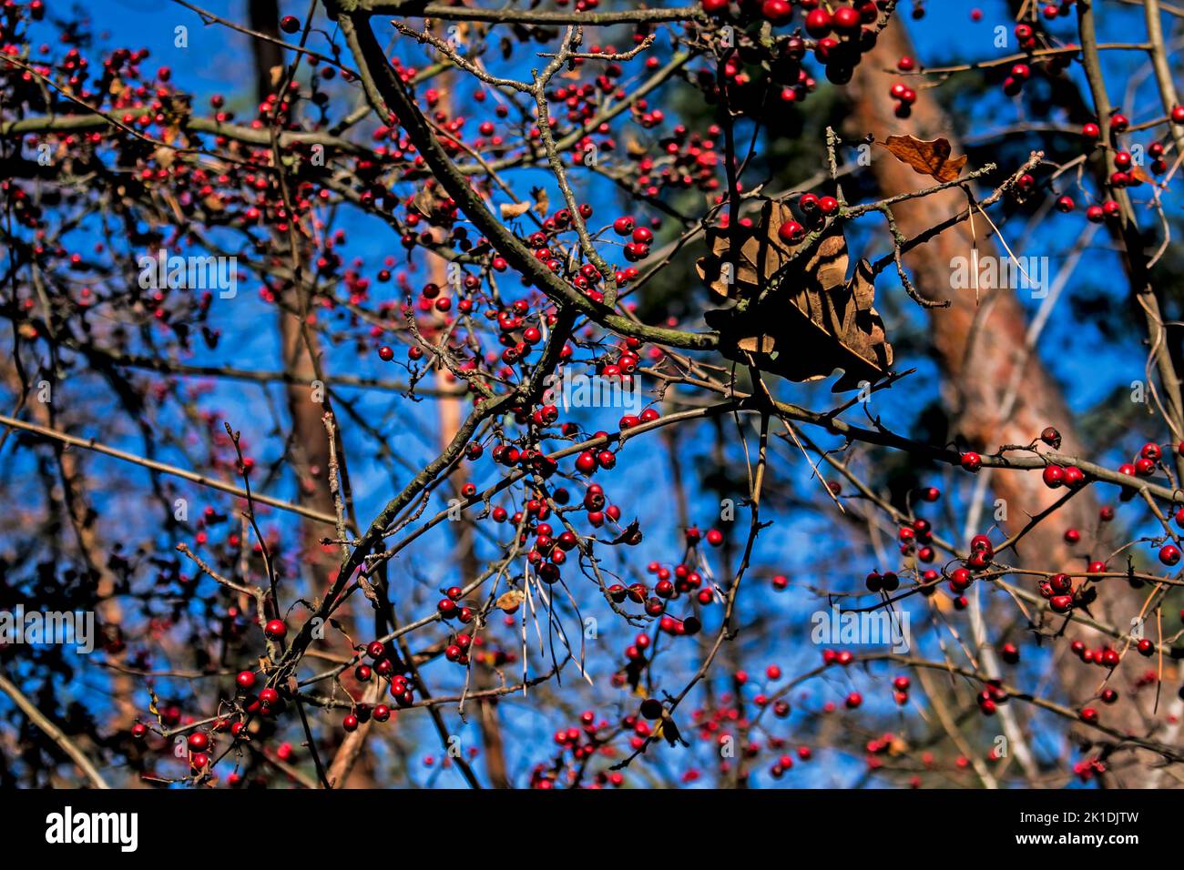 Rote Früchte des Hundes (Rosa canina, Briar). Wilde reife Hagebutten am ...