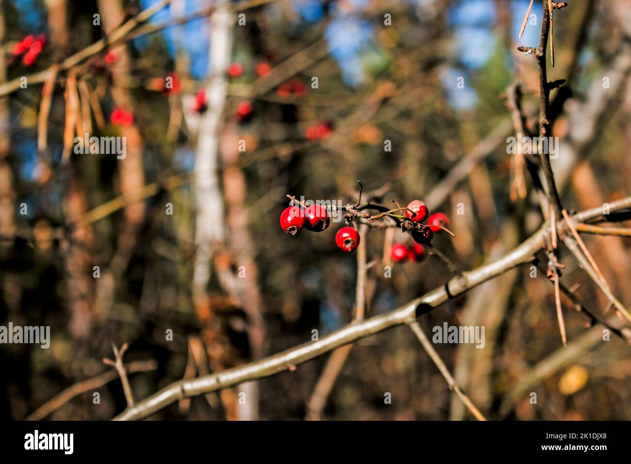 Rote Früchte des Hundes (Rosa canina, Briar). Wilde reife Hagebutten am Busch in der Natur. Stockfoto