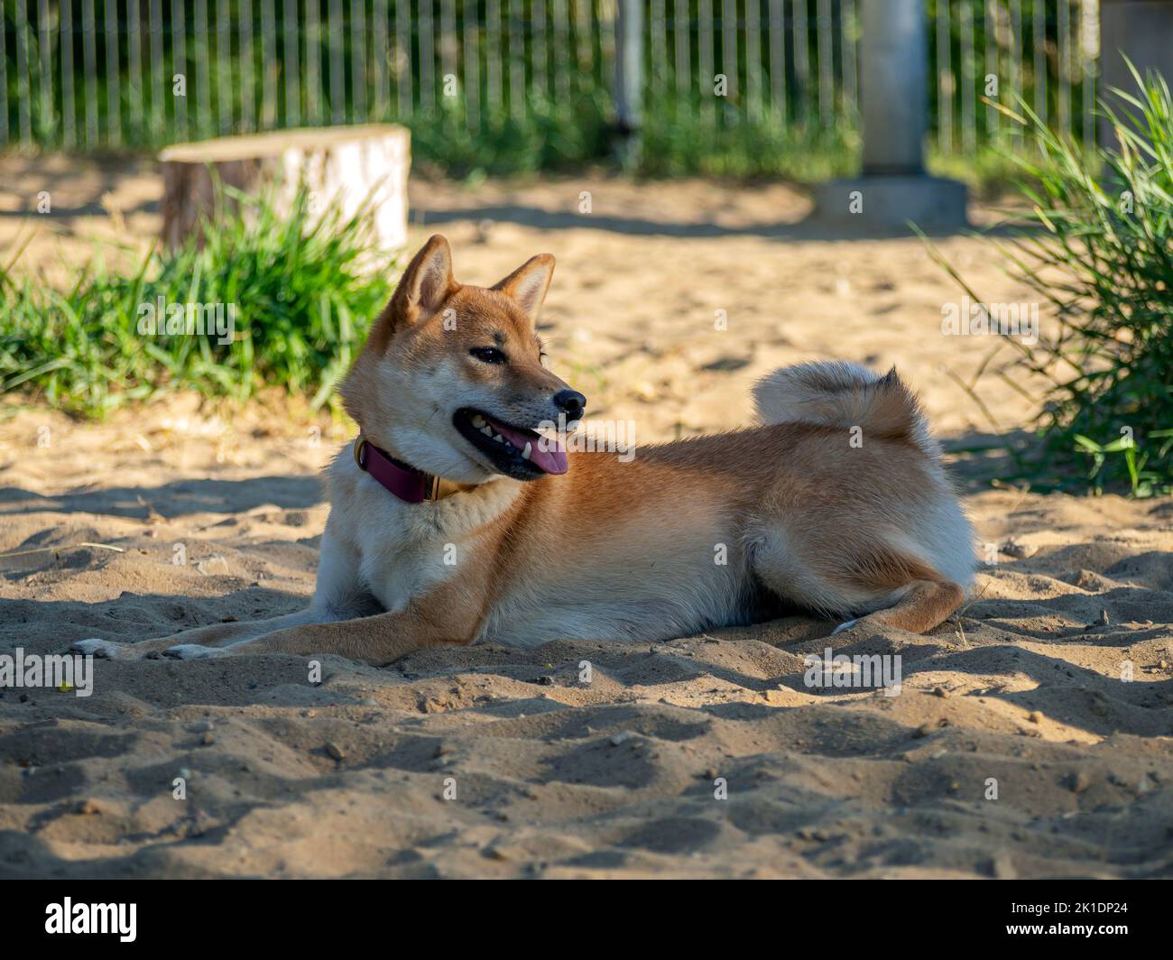 Shiba Inu spielt auf dem Hundespielplatz im Park. Netter Hund von shiba Inu Rasse Wandern in der Natur im Sommer. Wandern draußen. Stockfoto
