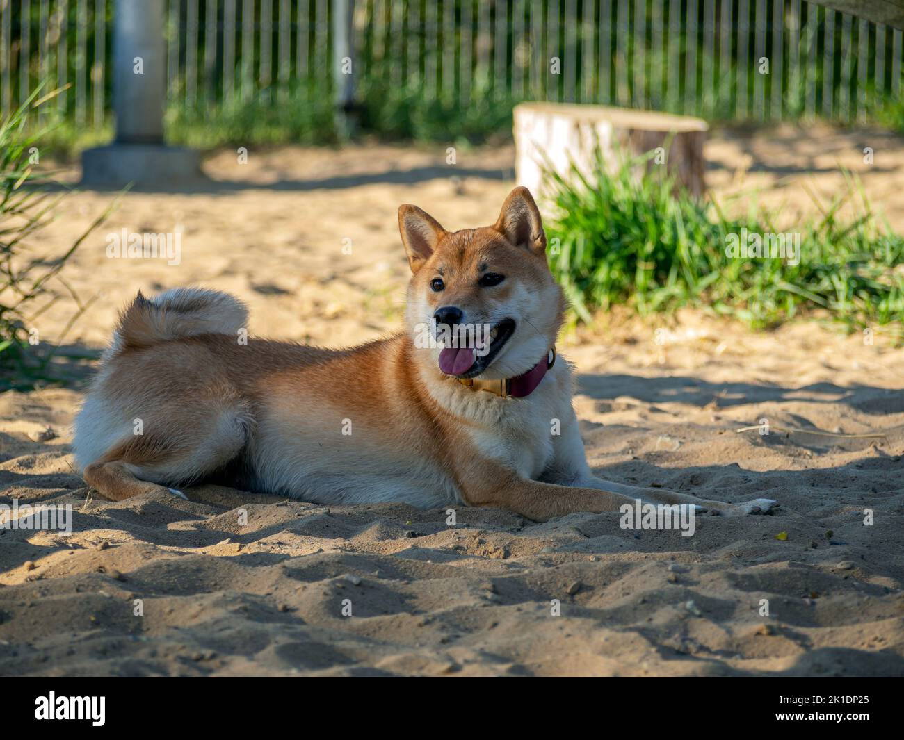 Shiba Inu spielt auf dem Hundespielplatz im Park. Netter Hund von shiba Inu Rasse Wandern in der Natur im Sommer. Wandern draußen. Stockfoto