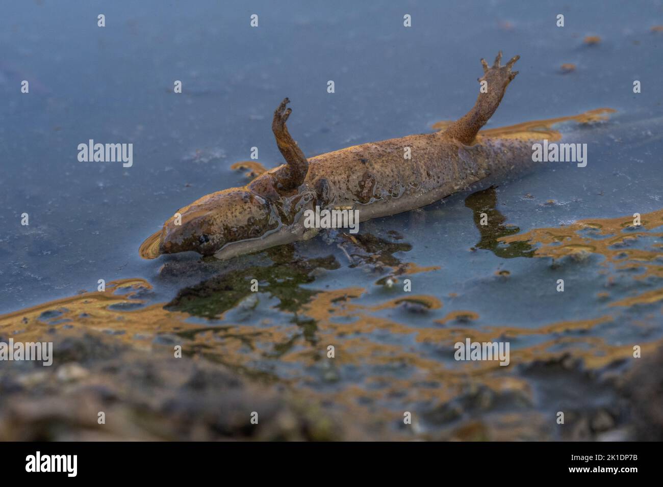 Ein kalifornischer Molch (Taricha torosa), der an der Hitzewelle starb