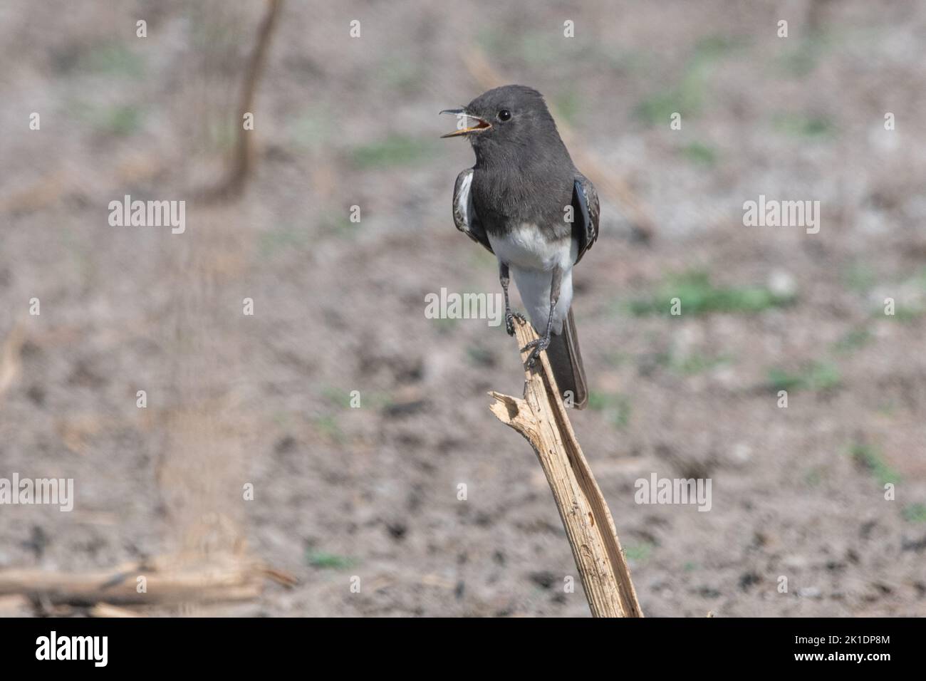 Eine schwarze phoebe (Sayornis nigricans) ein Fliegenfänger keuchend und thermoregulierend während einer Hitzewelle in Kalifornien. Stockfoto